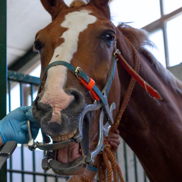 Equine Dental